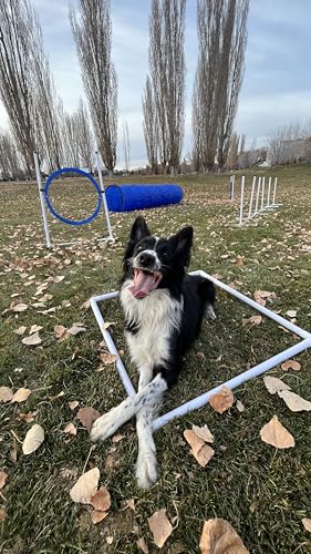 Better Sporting Dogs Premium Starter Dog Agility Set w/Safety-Focused Features | 5Pc Agility Kit | Bar Jump w/Cup Strips | Breakaway Tire Jump | Weave Poles | 10’ Tunnel & Sandbags | Pause Box