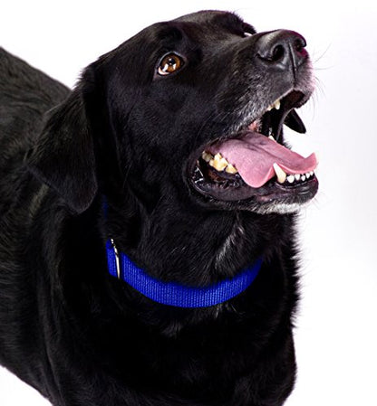Country Brook Petz - Royal Blue Martingale Heavyduty Nylon Dog Collar and Double Handle Leash (1 Inch, Medium) - color: Royal Blue, size: Medium (Pack of 1)
