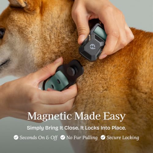 Fei & Eve VERO Dog Collar, Glacier Green, Medium | MagEase Magnetic Buckle, Waterproof PVC, Odor Resistant, Easy Clean, Heavy Duty - color: Glacier Green, size: M