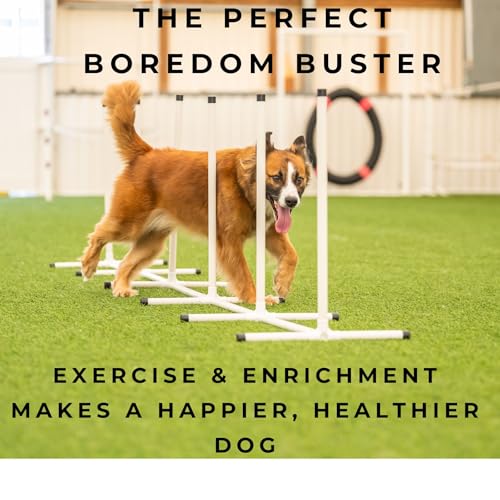 Better Sporting Dogs Complete Starter Agility Set for Dogs | 5 Piece Dog Agility Kit | Agility Jump | Tire Jump | Weave Poles | 10’ Tunnel with Sandbags | Pause Box