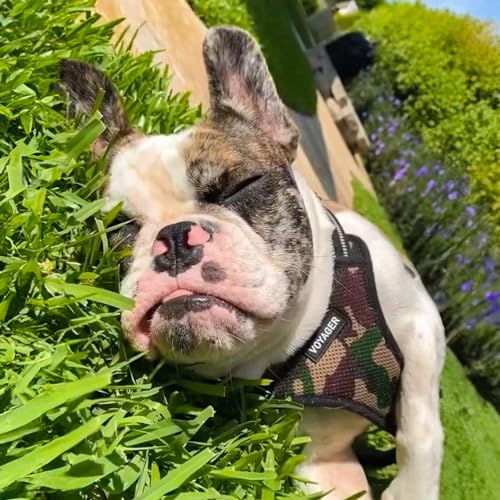 Best Pet Supplies Voyager Adjustable Step-in Flex Breathable Mesh Dog Harness for Small Medium Large Dogs (Army/Black Trim), L - color: Harness (Army/Black Trim), size: L