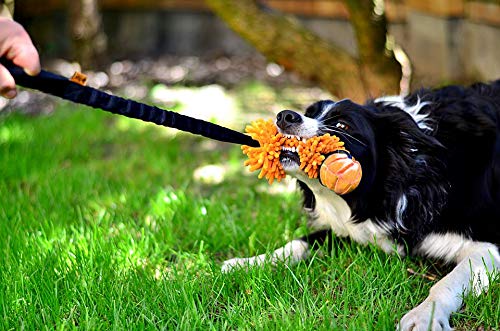 Dingo Dog Tug Toy and TPR Rubber Ball with Bungee Handle, Microfiber Orange - color: Orange