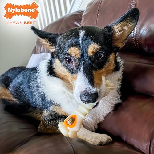Nylabone Knuckle Bone Pop-in Treat Toy Power Chew Toy with 30 Refills, Interactive Treat Dispensing Enrichment Toys for Dogs, Long Lasting Chicken Flavor, Medium Dogs - Up to 35 lbs, 2 Pack - size: Medium