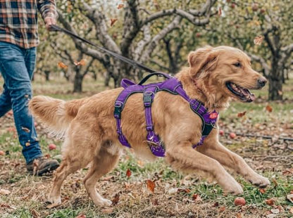 Tuff Pupper Escape Proof No Escape Dog Harness | 5 Point Adjustable Fit Harness for Dogs | Padded Dog Harnesses | Handle Dog Lift Harnesses - color: Purple, size: Large: 27-32 Inch Chest