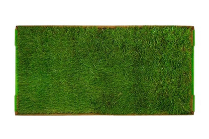 DoggieLawn XL - Real Grass Dog Pee Pad with Built-in Disposable Tray | No Cleaning, Odor-Free | Indoor Outdoor Potty Training for Puppies & Large Dogs | 48" x 24" - size: X-Large 24x48 inches
