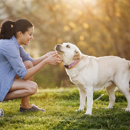 Pink Dog Collar Basic Adjustable Dog Collars for Puppy Small Medium Large Dogs Girls with Breathable Quick Release Nylon Pet Collar - color: Pink, size: Medium,Neck 14.5-20"(Pack of 1)