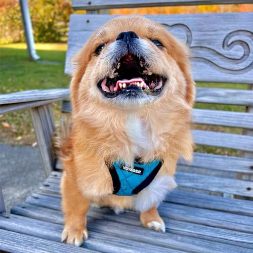 Best Pet Supplies Voyager Step-in Plush Dog Harness - Soft, Step in Vest Harness and Reflective Dog 5 ft Leash Combo with Neoprene Handle for Small and Medium Dogs, Turquoise Plush, L - color: Harness Leash Set (Turquoise Plush), size: L (Chest: 18 - 20.5