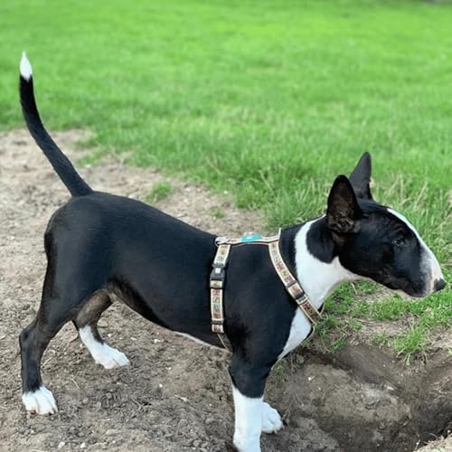 Max & Molly H Comfort Fit Dog Harness – Soft Neoprene Padding, Easy Step-In Design, Durable Metal Parts, Dual D-Rings for Enhanced Control – Perfect for Secure, Comfortable Walks - size: Extra Small