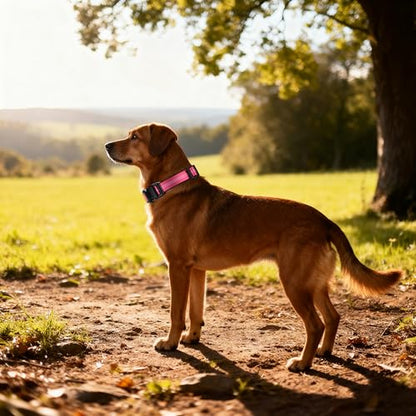 Reflective Dog Collar with Buckle, Heavy Duty Dog Collars with Soft Padded, Adjustable, Ultra-Durable, Pet Collar for Small Medium and Large Dogs (HOT Pink, L) - color: Hot Pink, size: L (18-26'')