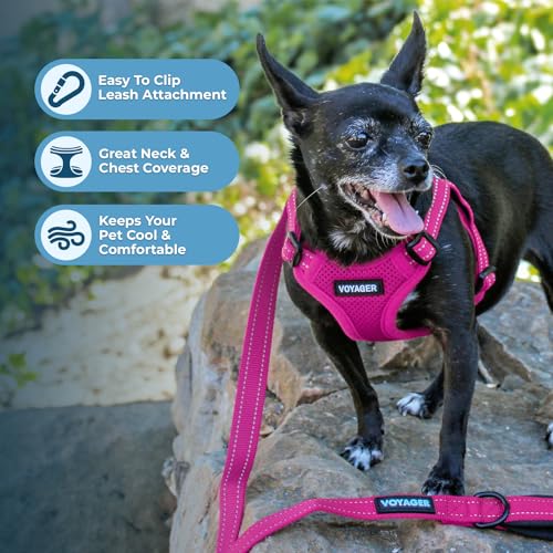 Best Pet Supplies Voyager Adjustable Step-in Flex Breathable Mesh Dog Harness for Small Medium Large Dogs (Fuchsia), M - color: Harness (Fuchsia), size: M
