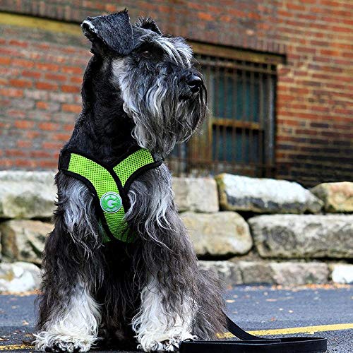 Gooby - Comfort X Step-in Harness, Choke Free Small Dog Harness with Micro Suede Trimming and Patented X Frame, Purple, Medium - color: Purple, size: Medium