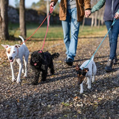 FOVRLZSE 3-Pack Adjustable Dog Slip Leads Pink/Light Blue/Orange - Super-Strong, Easy On/Off, No Collar Needed, Standalone Use, Eye-Catching for Walking/Training - color: Pink, Blue, Orange