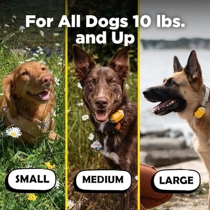 Dogtra CUE Yellow – E-Collar for Dogs Training Collar with Remote – Training Made Easy for Everyday Dog Owners – Gentle Vibration, Custom Boost, Waterproof, Rechargeable, 400-Yard Range System - color: Gen 1 Yellow