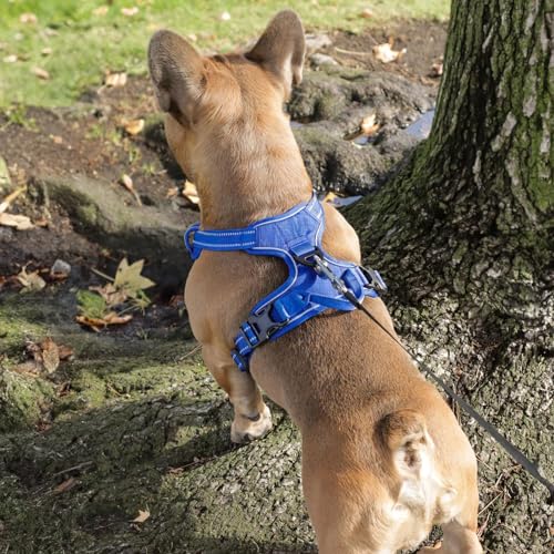 Voyager Dog Harness Dual Leash Attachment No-Pull Control Adjustable Soft but Strong Pet Harness for Medium and Large Dogs with 3M Reflective Technology, Royal Blue Lattice Nylon, XL (Chest: 28-37") - color: Royal Blue Lattice Nylon, size: XL (Chest: 28 -