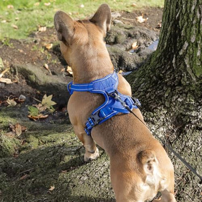 Voyager Dog Harness Dual Leash Attachment No-Pull Control Adjustable Soft but Strong Pet Harness for Medium and Large Dogs with 3M Reflective Technology, Royal Blue Lattice Nylon, S (Chest: 16-20") - color: Royal Blue Lattice Nylon, size: S (Chest: 16 - 2