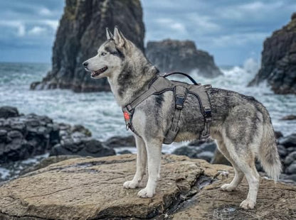 Tuff Pupper Escape Proof No Escape Dog Harness | 5 Point Adjustable Fit Harness for Dogs | Padded Dog Harnesses | Handle Dog Lift Harnesses - color: Steel Grey, size: Medium: 22-27 Inch Chest