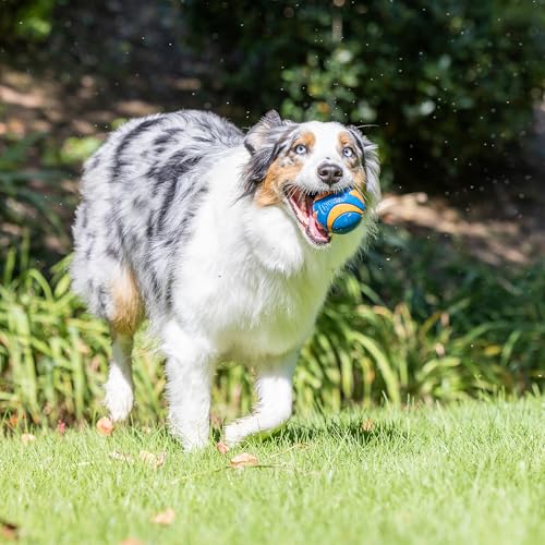 Chuckit! Ultra & Squeaker Ball Dog Toy - Medium Bouncy Fetch Balls for Dogs 20-60 lbs - Made from Durable Rubber - Floating Water Pet Toys - Size Medium - 2.5-inch Diameter - Pack of 3 - size: Medium, style: Squeaker & Ultra