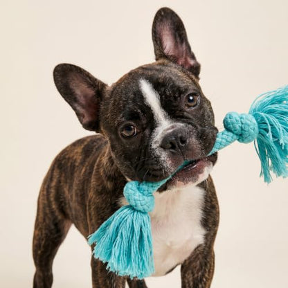 Playology Dog Toys | Dri-Tech Rope Tug of War Dog Toy for Tough Chewers | Peanut Butter Scented Small Tug Rope Toys for Dogs - size: Small, style: Peanut Butter