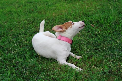 Mikivery Martingale Collar for Dogs Nylon Dog Collar with Quick Release Buckle Adjustable Training No Slip Dog Collars (Large, Baby Pink) - color: Baby Pink, size: Large