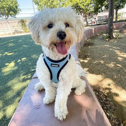 Best Pet Supplies - All Weather Mesh / Plush, Reflective, No Pull Harness for Small, Medium Dogs, Cats - Secure with Hook & Loop Fastener, Buckle, Double D-Rings - Baby Blue/Black Trim, L - color: Harness (Baby Blue/Black Trim), size: L (Chest: 18 - 20.5"