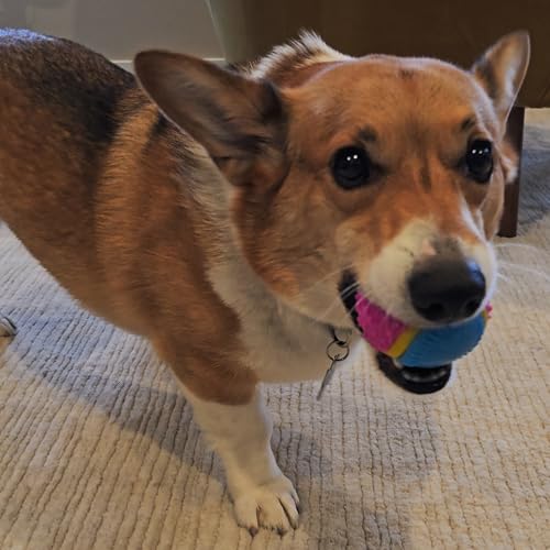 SPOT Sensory Ball for Soft Chewers - Stimulates All 5 Senses, Bell & Squeaker Sounds, Raised Nubs Clean Teeth, High Contrast Fetch Toy, Beef Scented, Durable TPR Rubber Ball, 2.5-inch - size: 2.5 inch (Pack of 1)