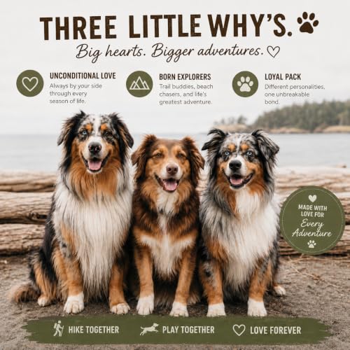 Premium Hands-Free Dog Leash with Pouch, Removable Bungee for Dog Walking, Running & Hiking, Adjustable Waist, Dual Use as Standard Lead, Shock Absorbing for Large & Medium Dogs, Black
