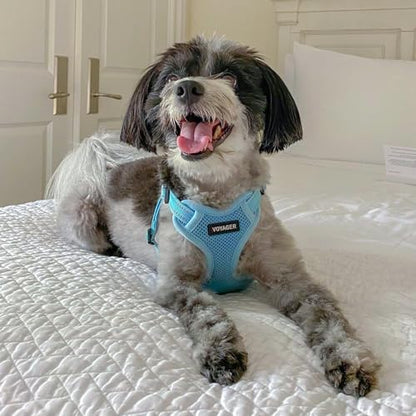 Best Pet Supplies Voyager Adjustable Step-in Flex Breathable Mesh Dog Harness for Small Medium Large Dogs (Baby Blue), XS - color: Harness (Baby Blue), size: XS