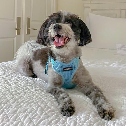 Best Pet Supplies Voyager Adjustable Step-In Flex Breathable Mesh Dog Harness for Small Medium Large Dogs (Baby Blue), L - color: Harness (Baby Blue), size: L