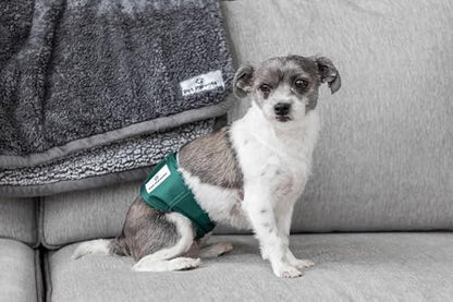 Pet Parents® Washable Belly Bands for Male Dogs (3pack) + Extendrs® of Durable Dog Diapers Male, Premium Male Dog Diapers & Dog Wraps (X-Small, Spruce) - color: Spruce, size: X-Small (11-13")