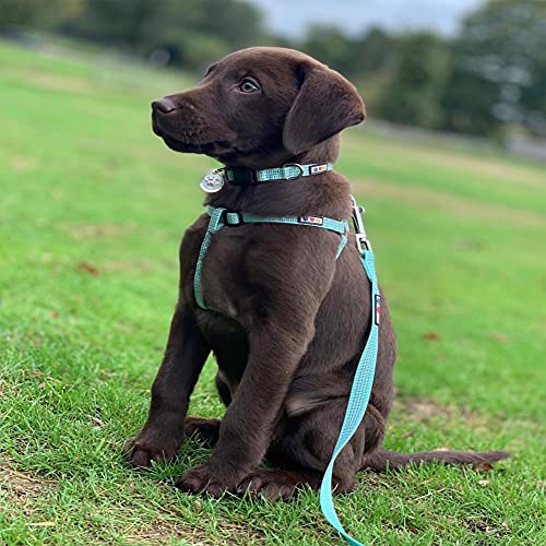 Pawtitas Reflective Step-in Dog Harness – Adjustable No-Pull Vest for Puppies to Seniors, Safe & Comfortable, L Blue