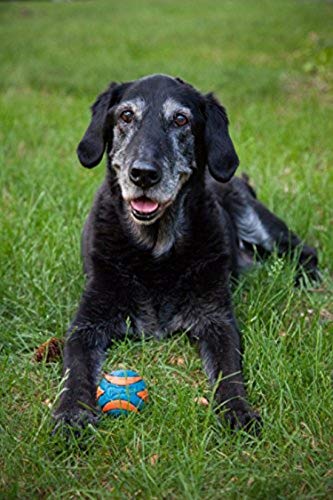 Chuckit! Ultra Squeaker Ball Dog Toy, Small (2 Inch) 2 Pack for Small Breeds - size: Small (2 Pack), style: Squeaker