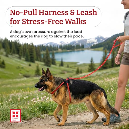 Harness Lead No Pull Dog Harness and Leash Set, Anti Pull Dog Harness, One-Piece Cushioned Rope Safely Prevents Escaping and Pulling (Medium/Large, Rainforest) - color: Rainforest (Olive/Lime/Turquoise)