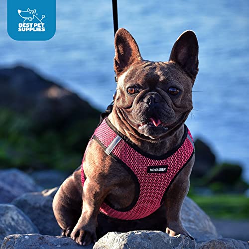 Best Pet Supplies - All Weather Mesh/Plush, Reflective, No Pull Harness for Small, Medium Dogs, Cats - Secure with Hook & Loop Fastener, Buckle, Double D-Rings - Purple/Black Trim, XS - color: Harness (Purple/Black Trim), size: XS (Chest: 13 - 14.5")