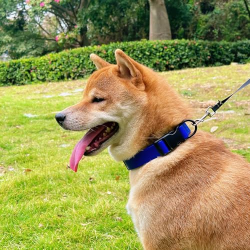 Waterproof Dog Collar Durable and Easy to Clean Rubber Dog Collars Odor-Proof Fits Small Medium Large Dogs (Blue, Medium (11.8-18.5” Neck)) - color: Blue, size: Medium (11.8 -18.5” Neck)
