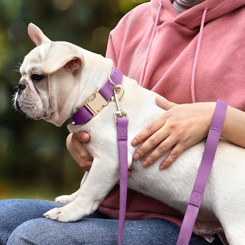 PET ARTIST PU Leather Dog Collar, Bright & Stylish Purple Dog Collar Girl with Quick Release Gold Metal Buckle, Soft Nylon Padded Durable Pet Collars Adjustable for Small Dogs, Neck Fit 9-14" - color: Purple, size: S: Fit 9-14" Neck(10-20 lbs)