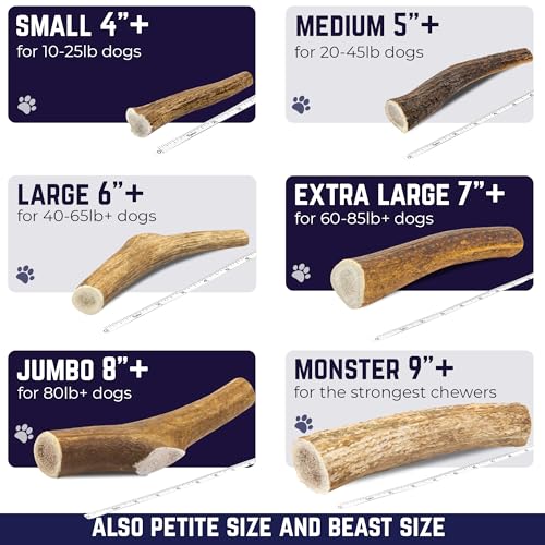 Devil Dog Pet Co. Elk Antlers for Dogs, Natural Dog Chew for Aggressive Chewers - Long Lasting and Odor Free - USA Sourced - Cleaner Teeth, Anxiety & Boredom Relief - Whole Petite 3.5"+ 6 Pack - style: WHOLE - Petite - 6 Pack