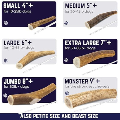 Devil Dog Pet Co. Elk Antlers for Dogs, Natural Dog Chew for Aggressive Chewers - Long Lasting and Odor Free - USA Sourced - Cleaner Teeth, Anxiety & Boredom Relief - Whole Large 6"+ - Antler Bone - style: WHOLE - Large - 1 Pack