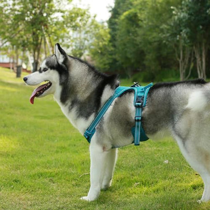 Voyager Dog Harness Dual Leash Attachment No-Pull Control Adjustable Soft but Strong Pet Harness for Medium and Large Dogs with 3M Reflective Technology, Turquoise Nylon, XS (Chest: 13-16") - color: Turquoise Nylon, size: XS (Chest: 13 - 16")