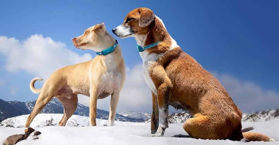 Sparky Pet Co - Apollo ECollar Replacement Strap - Dog Collar - Waterproof Biothane - Adjustable - Double Buckle - Quick Snap Metal Clasp - for Invisible Fence Systems - 3/4" x 28" (Light Blue)