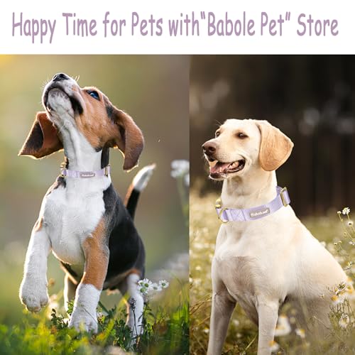 Nylon Dog Collar - Adjustable Lavender Soft Webbing Dog Collars for Small Medium Large Dogs Boy Girl Puppy Collar with Safety Metal Buckle XS - color: Nylon-Lavender, size: XS