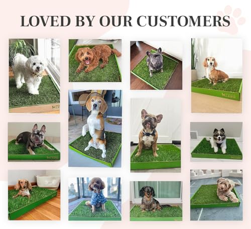 DoggieLawn Real Grass Puppy Pee Pads- 24 x 20 Inches - Perfect Indoor Litter Box for Dogs - No Mess, Easy-to-Use - Potty Training for Pets - Disposable Bathroom with Real Living Grass - size: Medium 24x20 inches