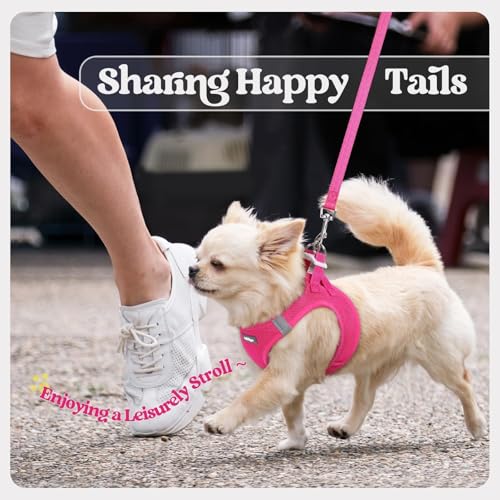 rabbitgoo Dog Harness Small Sized and Leash Set, Step in Soft Light Puppy Vest, Breathable Mesh Pet Harness, Reflective for Safe Easy Walking, Rosa Red XXXS - color: Rose Red, size: Xxxs (chest: 10.8 - 11.8")