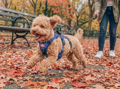 Tuff Pupper Escape Proof No Escape Dog Harness | 5 Point Adjustable Fit Harness for Dogs | Padded Dog Harnesses | Handle Dog Lift Harnesses - color: Midnight Blue, size: X-Small: 13-17 Inch Chest