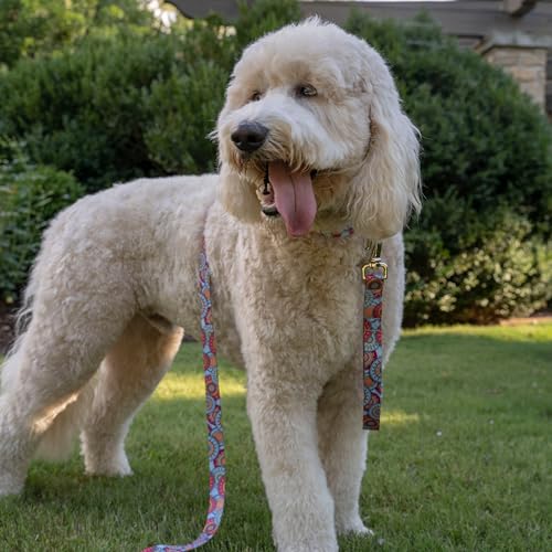 Country Brook Petz - HossFit Jr Wide Martingale Dog Collar - Groovy Collection Featuring Far Out Designs (Sky Mandala, Medium) - color: Sky Mandala, size: Medium (Pack of 1)