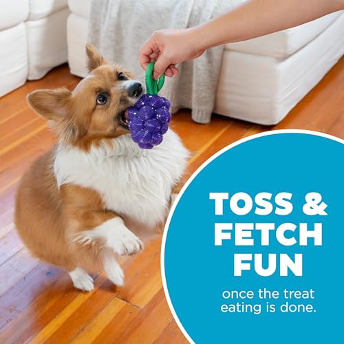 Outward Hound Dental Grapes Dog Toy & Treat Stuffer, 6″ x 3″ Grape-Scent Interactive Chew for Dogs, Helps Clean Teeth, Promote Healthy Gums & Mental Enrichment, Reduce Boredom & Support Dental Health - color: Grape
