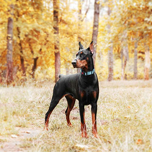 haapaw Martingale Dog Collar with Quick Release Buckle Reflective Dog Training Collars for Small Medium Large Dogs - color: Red, size: M