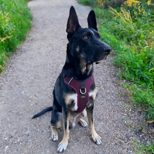 No Pull Dog Harness - Durable Polyester Puppy Harness with Front Anti-Pull Loop, Reflective Strips, and Quick-Release Clips for Small, Medium, and Large Dogs (Berry Purple, Medium) - color: Berry Purple, size: Medium