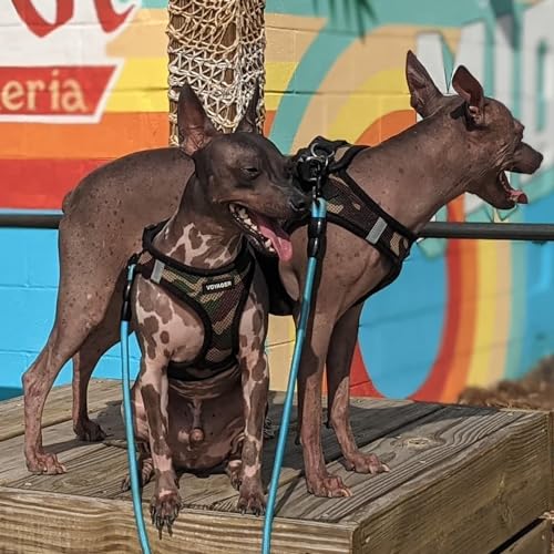 Best Pet Supplies - All Weather Mesh/Plush, Reflective, No Pull Harness for Small, Medium Dogs, Cats - Secure with Hook & Loop Fastener, Buckle, Double D-Rings - Army/Black Trim, S - color: Harness (Army/Black Trim), size: S (Chest: 14.5 - 16")