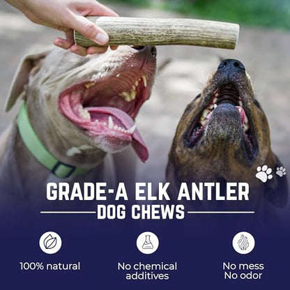 Devil Dog Pet Co. Elk Antlers for Dogs, Natural Dog Chew for Aggressive Chewers - Long Lasting and Odor Free - USA Sourced - Cleaner Teeth, Anxiety & Boredom Relief - Whole Small 4"+ 2 Pack - style: WHOLE - Small - 2 Pack