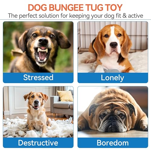 ALL FOR PAWS Dog Bungee Tug Toy, Outdoor Hanging Bungee from Tree for Chase & Tug Fun, Interactive Tug-of-War Toy for Small and Medium Dogs, Bungee Cord with Dog Rope Toy & Soft Chew Toy
